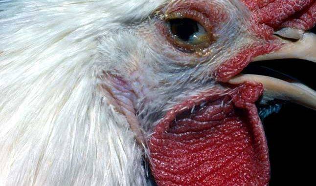 Bệnh apv có thể xuất hiện trên mọi con gà ở những giai đoạn sống khác nhau