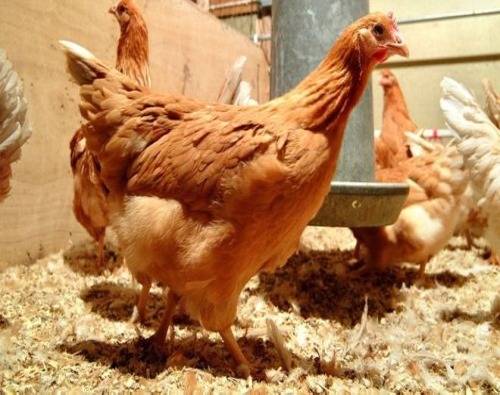 Tiêm ngừa đầy đủ vacxin là cách tốt nhất để bảo vệ gà 