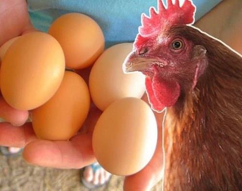 Giống gà siêu trứng 