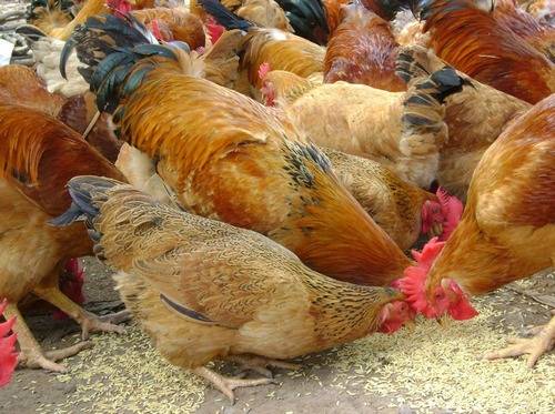 Cám Maxwin cung cấp đủ các dưỡng chất cần thiết cho gà