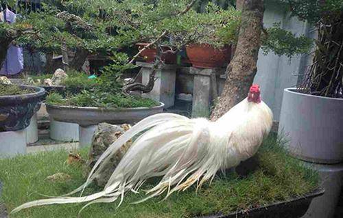 Đặc điểm khác biệt của giống gà đuôi dài ở Nhật 
