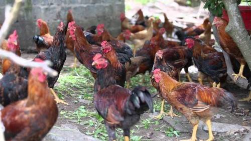 cách làm chuồng nuôi gà đơn giản có thể tiết kiệm được chi phí 