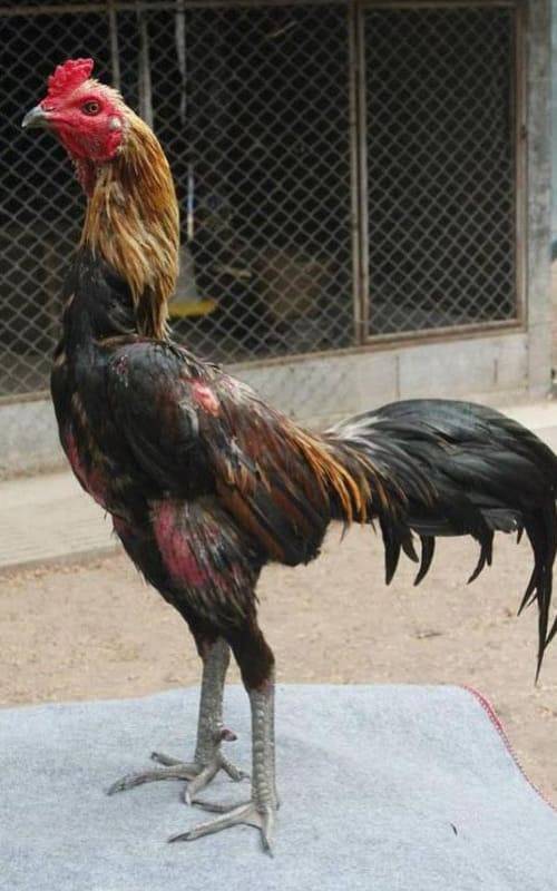 Gà chọi Thái Lan thu hút sự quan tâm và săn lùng của các nài gà trên thế giới