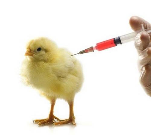 Những biện pháp phòng ngừa bệnh tiêu chảy ở gà