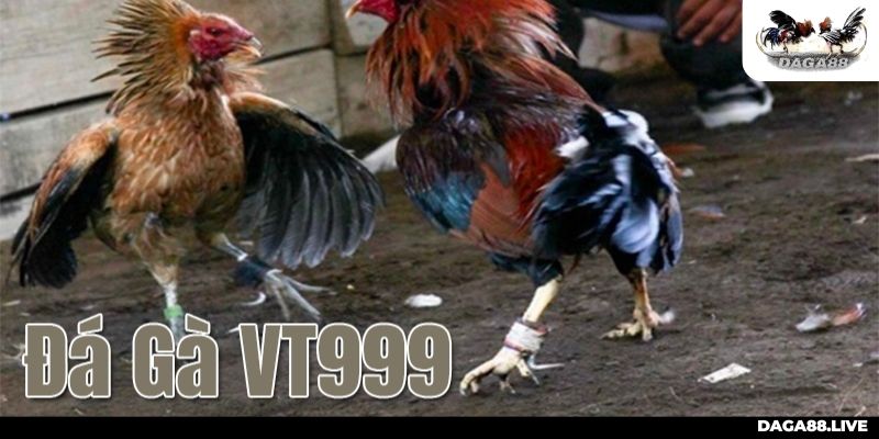 Khả năng bảo mật tốt tại đá gà VT999