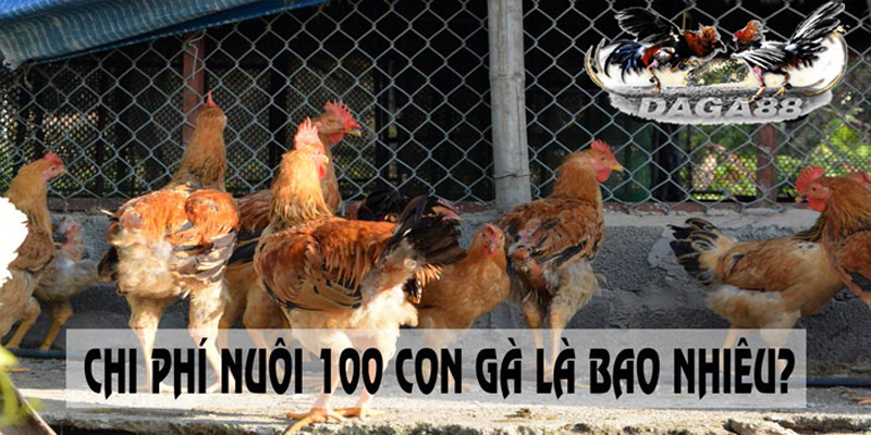Tìm hiểu chi phí nuôi 100 con gà là bao nhiêu