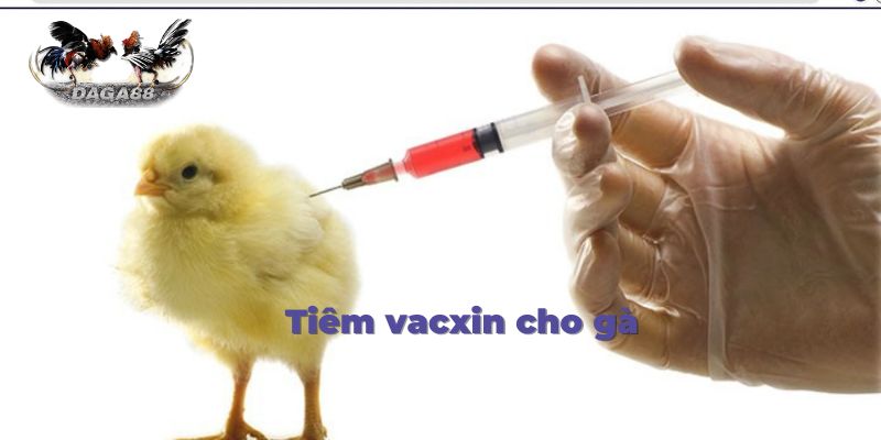 Hướng dẫn cách tiêm vacxin cho gà hiện nay